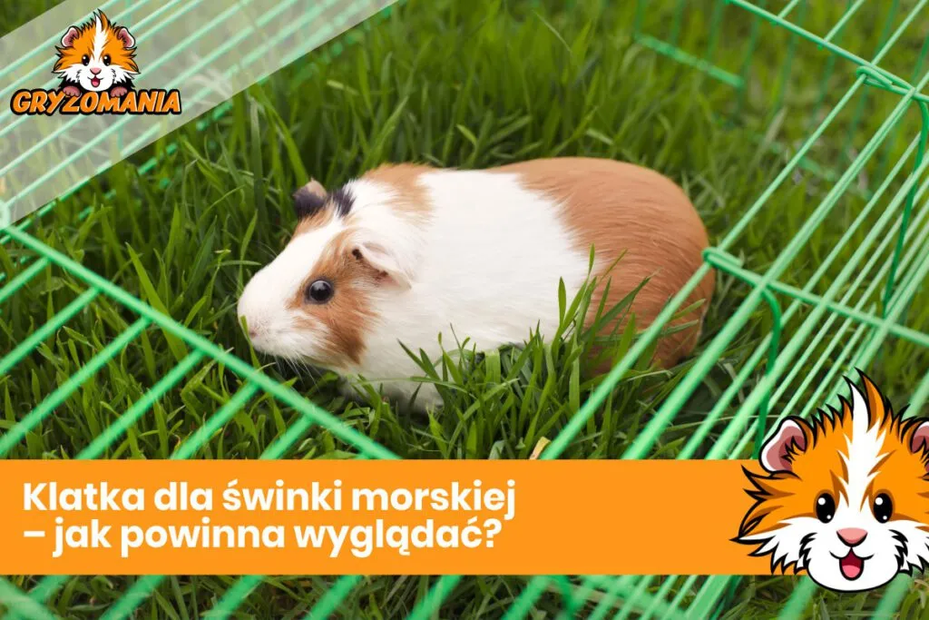 Zdjęcie Jak powinna wyglądać idealna klatka dla świnki morskiej? Porady i wymagania