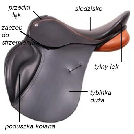 Zdjęcie Jak wygląda siodło? Budowa, rodzaje i zastosowanie w jeździectwie