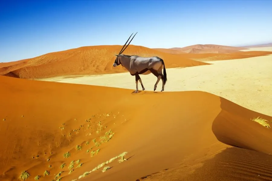 Zdjęcie Namibia kiedy jechać - najlepszy czas na podróż i obserwację zwierząt