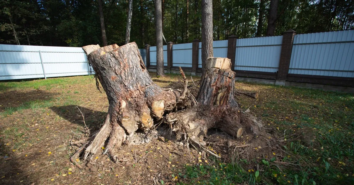 Zdjęcie Kiedy można wyciąć drzewa na działce? Sprawdź, by uniknąć kar