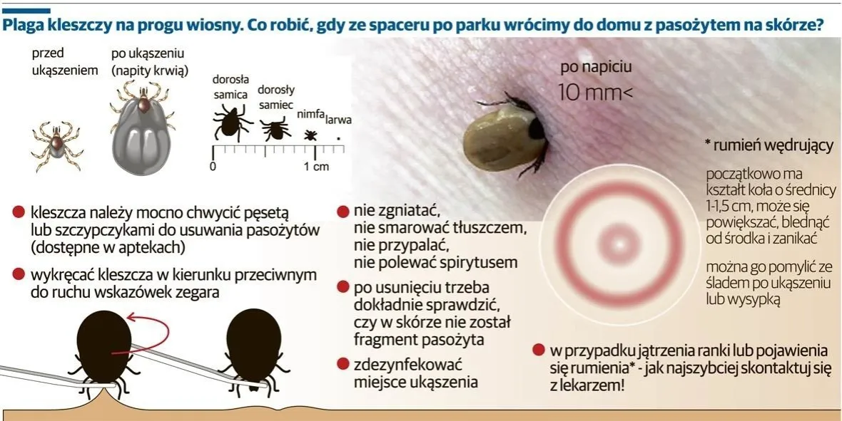 Zdjęcie Kleszcz objawy po jakim czasie? Sprawdź, kiedy grozi ci borelioza i zapalenie mózgu