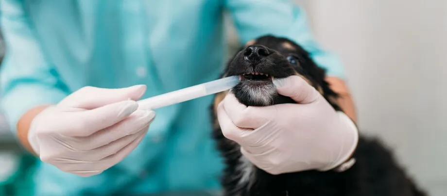 Zdjęcie Wie oft entwurmen Hund: Wichtige Tipps für die Gesundheit Ihres Hundes
