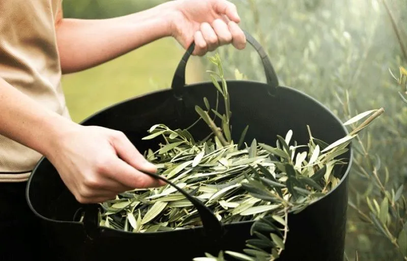 Zdjęcie Gdzie kupić herbatę z liści oliwnych: 5 najlepszych sklepów online w Polsce
