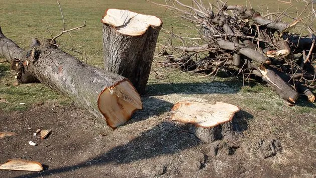 Zdjęcie Czy można wyciąć suche drzewo bez zezwolenia? Sprawdź przepisy i wyjątki