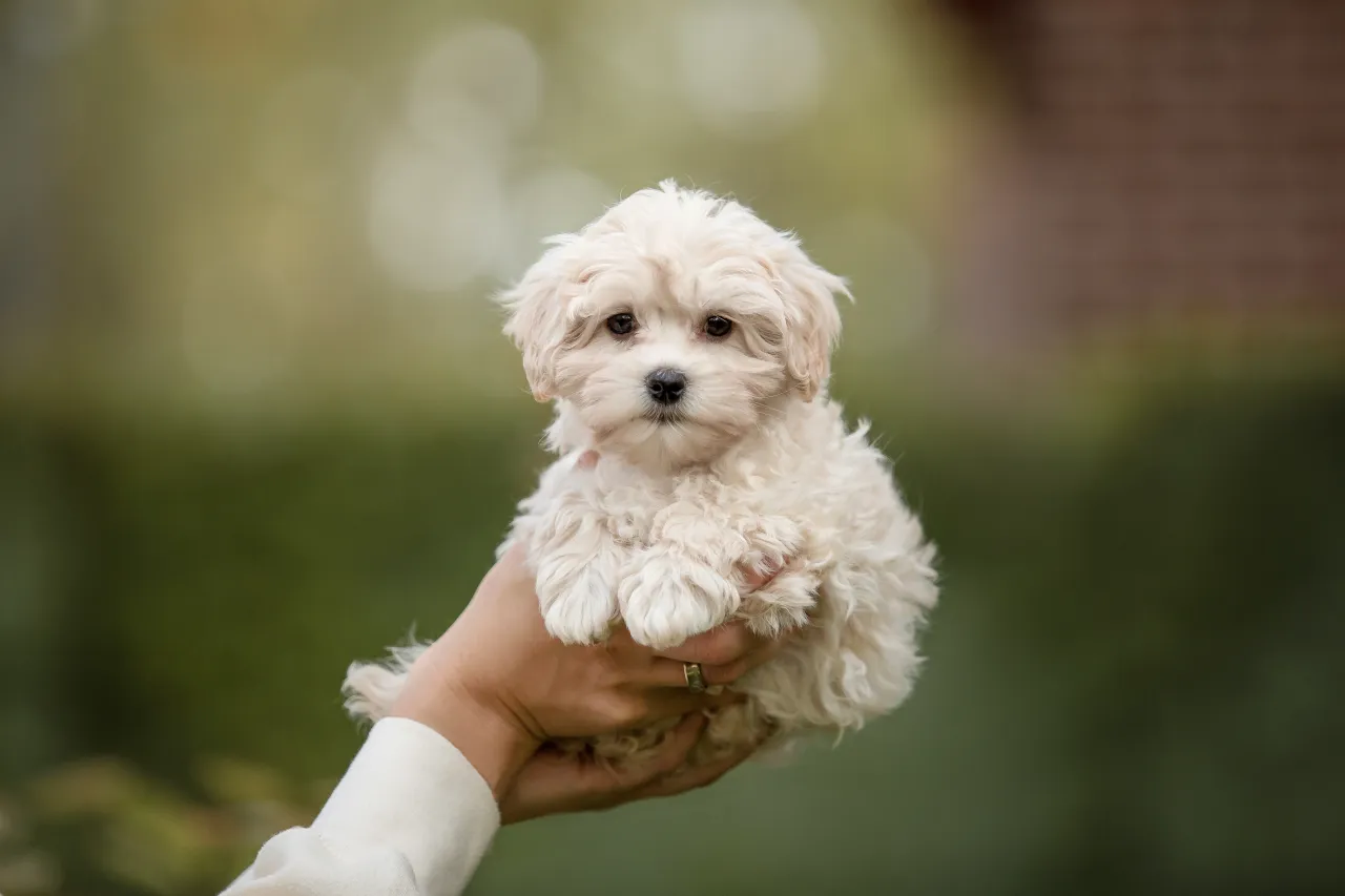 Zdjęcie Ile kosztuje maltipoo z hodowli? Sprawdź ceny i uniknij pułapek