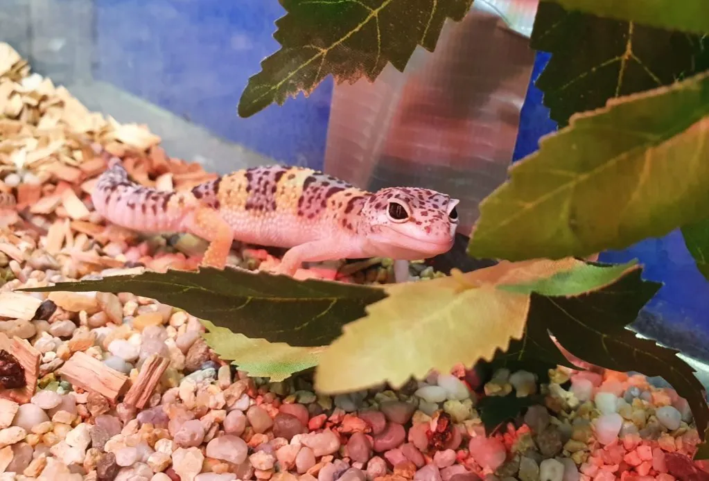 Zdjęcie Jak dobrze urządzić terrarium dla gekona lamparciego? Niezbędne wyposażenie i warunki