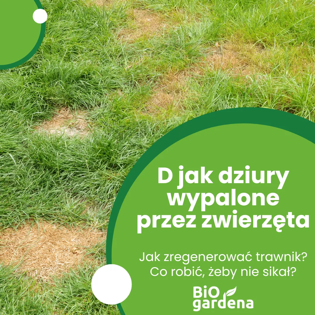 Zdjęcie Czy pies może sikać na trawniku? Sprawdź skutki i zasady.