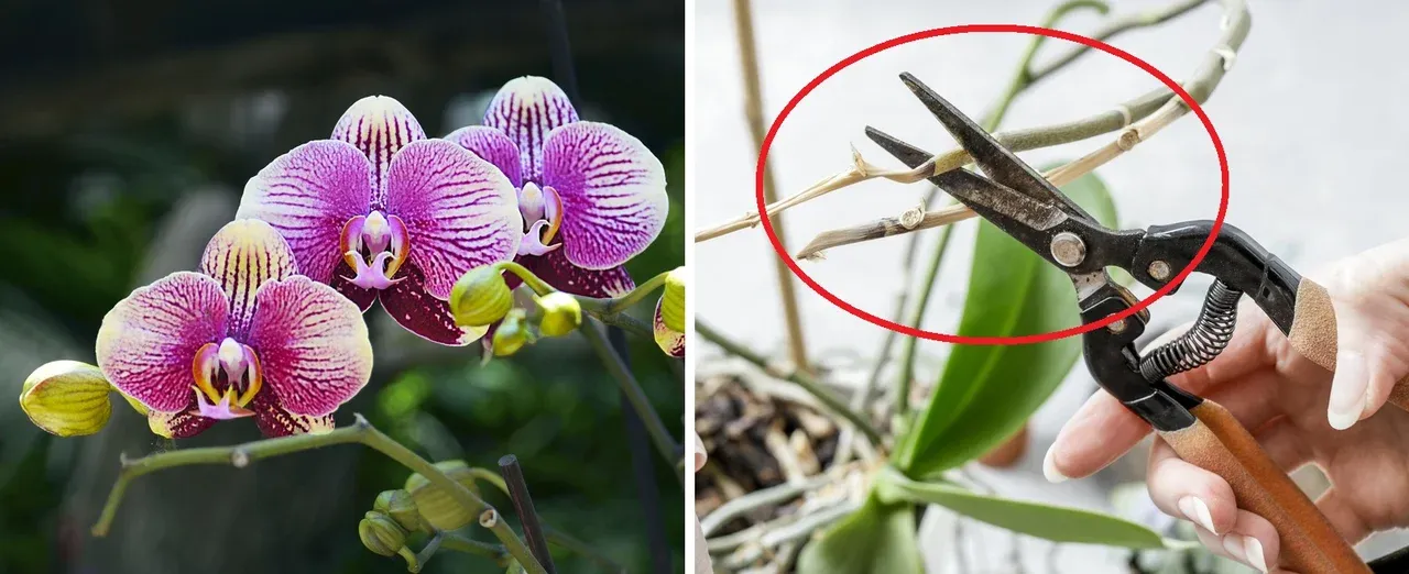 Zdjęcie Przycinanie storczyka po przekwitnięciu: Sekret obfitego kwitnienia