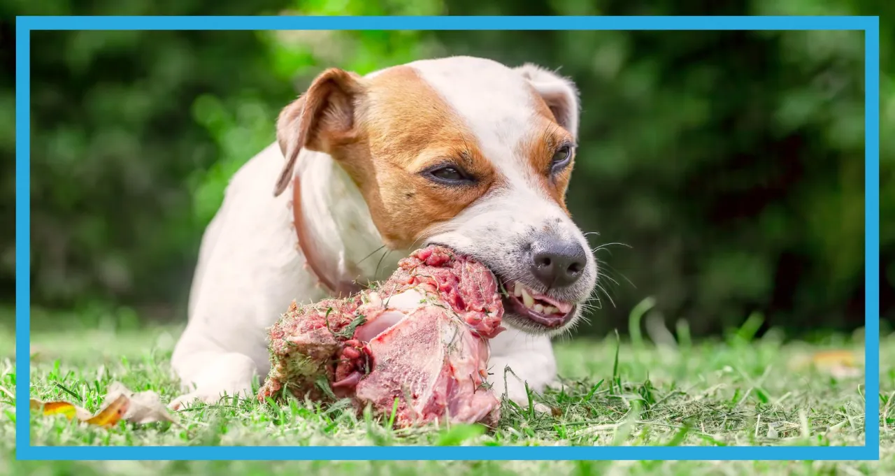 Zdjęcie Czy pies może jeść kości? Bezpieczne i niebezpieczne opcje dla psa