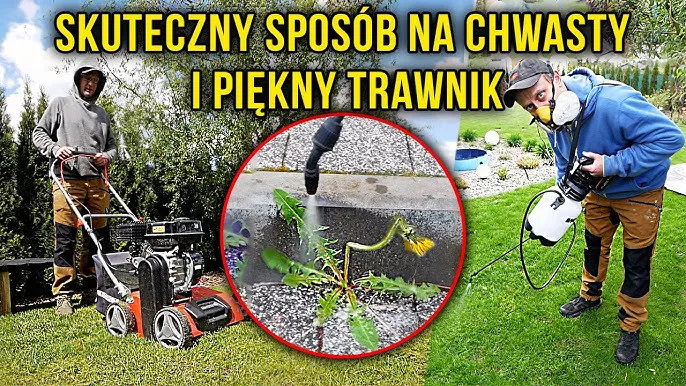 Zdjęcie Ognicha chwast: jak skutecznie zwalczyć ten uciążliwy chwast?