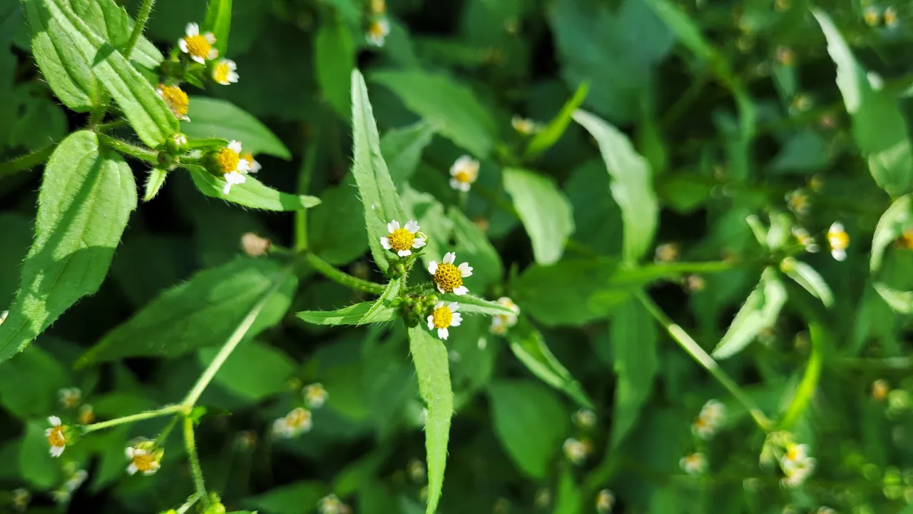 Zdjęcie Chwasty o żółtych kwiatach: jak rozpoznać i skutecznie zwalczać?