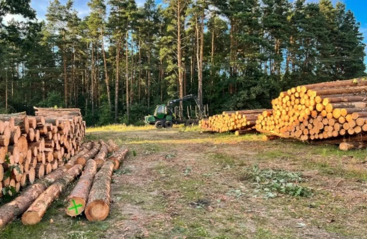 Zdjęcie Prośba o wycięcie drzewa zagrażającego bezpieczeństwu – procedury