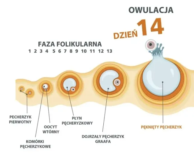 Zdjęcie Kiedy można zajść w ciążę? Kluczowe informacje o owulacji i płodności