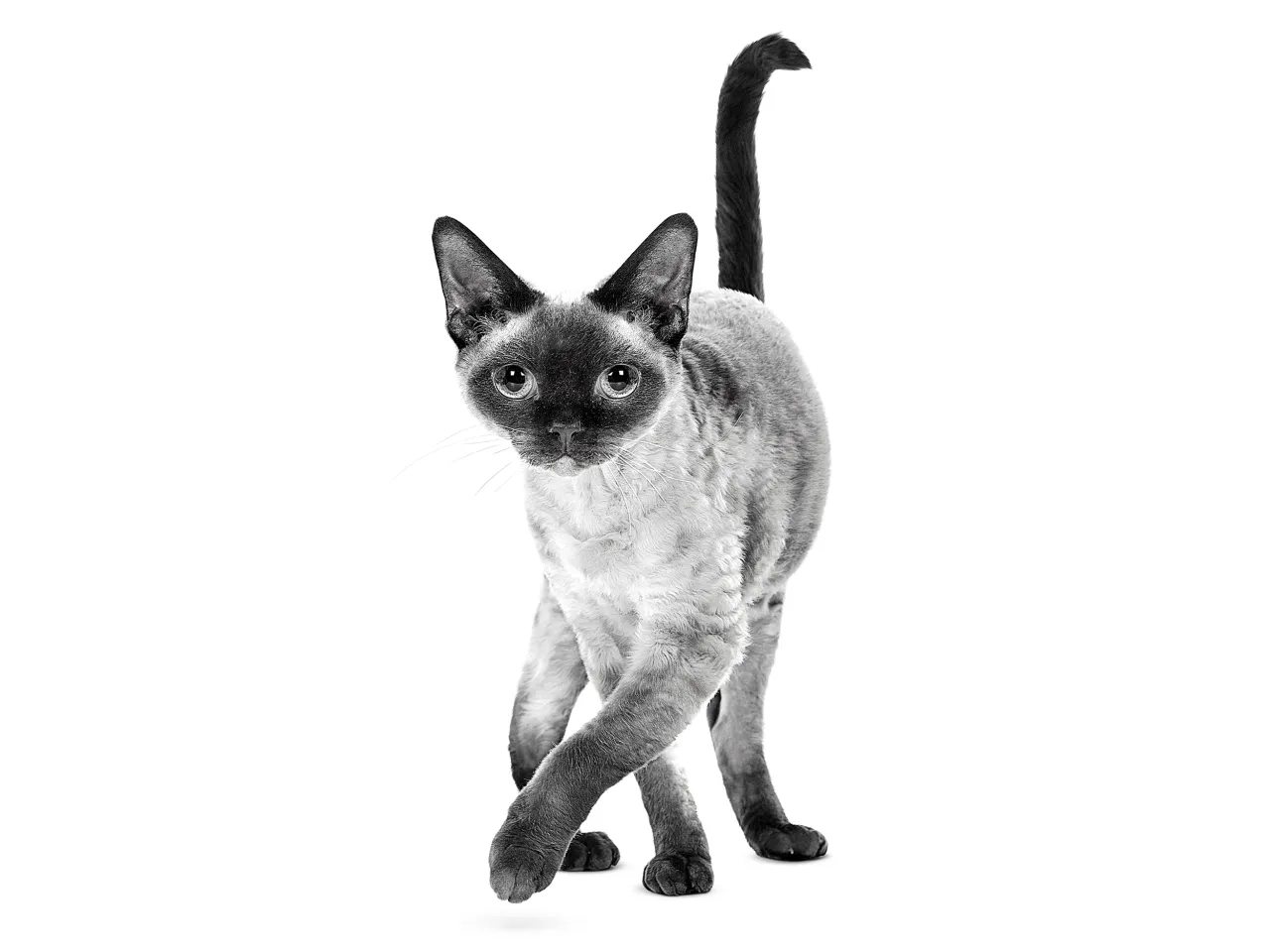 Zdjęcie Czarny Devon Rex: unikalne cechy, pielęgnacja i adopcja kota