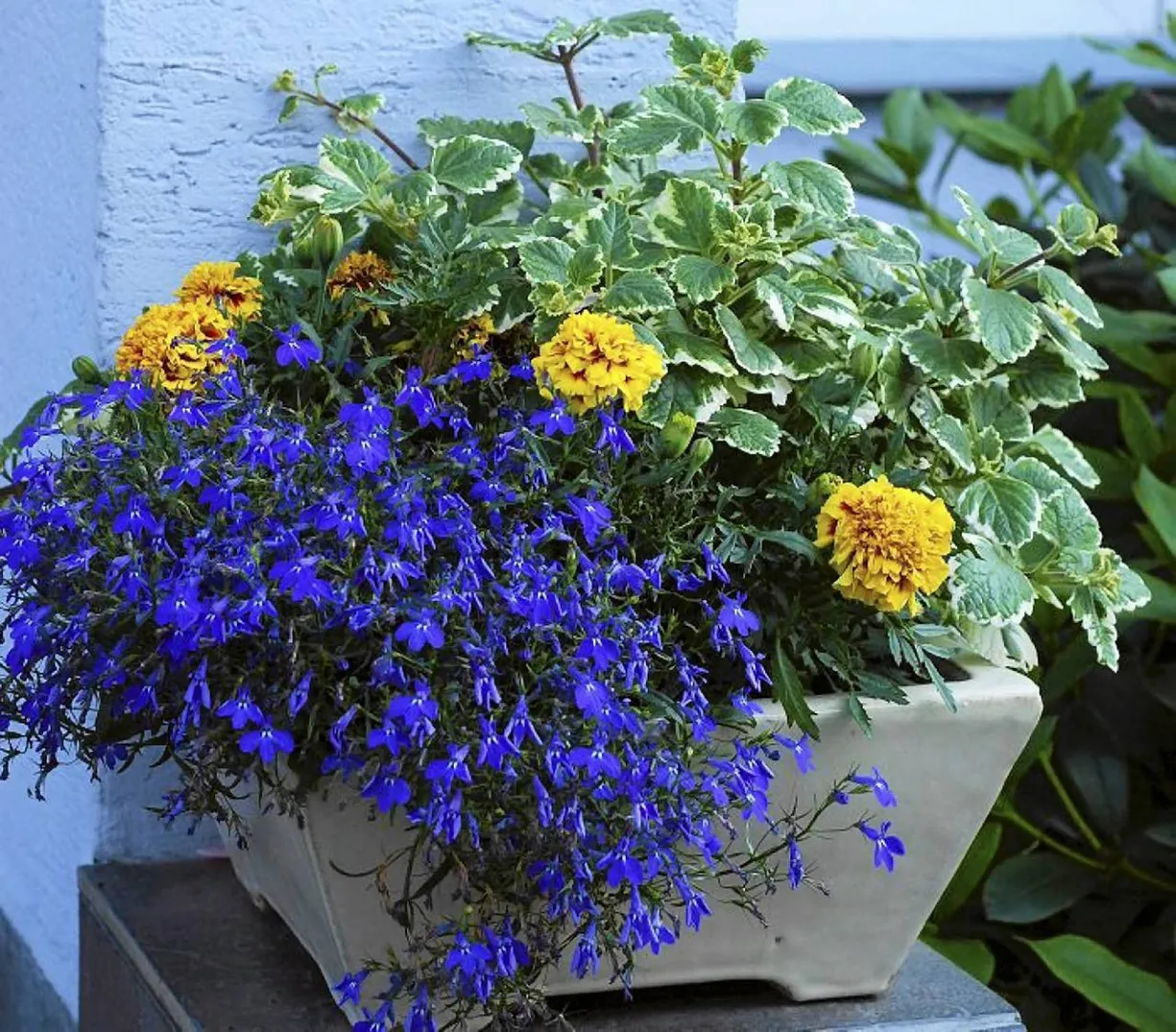 Zdjęcie Kwiaty do kwietnika: Wybierz idealne rośliny do domu i na balkon