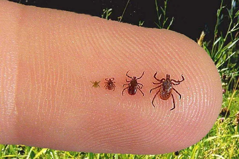 Zdjęcie Czy kleszcze latają? Odkryj prawdę o tych groźnych pasożytach
