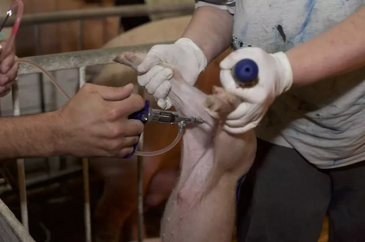 Zdjęcie Jak skutecznie zwalczyć Clostridium? Metody i opinie
