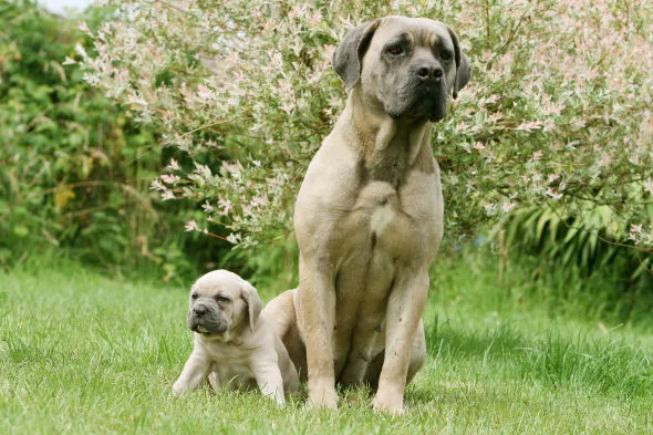 Zdjęcie Skuteczne sposoby na pobudzenie laktacji u suki i zdrowie szczeniąt