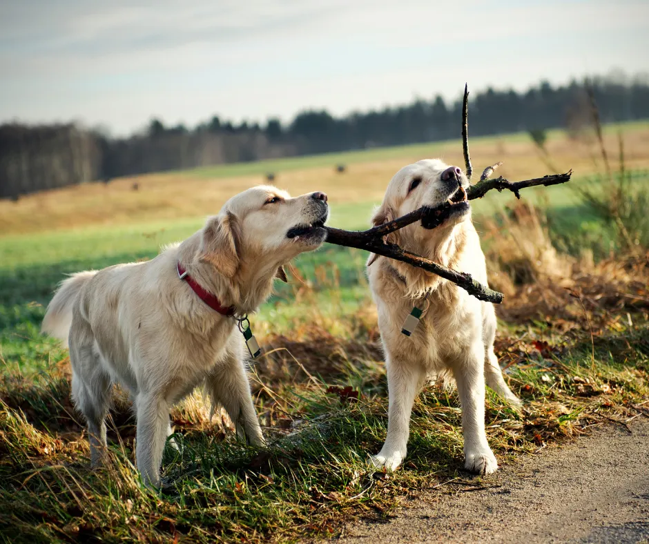 Zdjęcie Golden retriever pies czy suka - jakie różnice mają obie płcie?