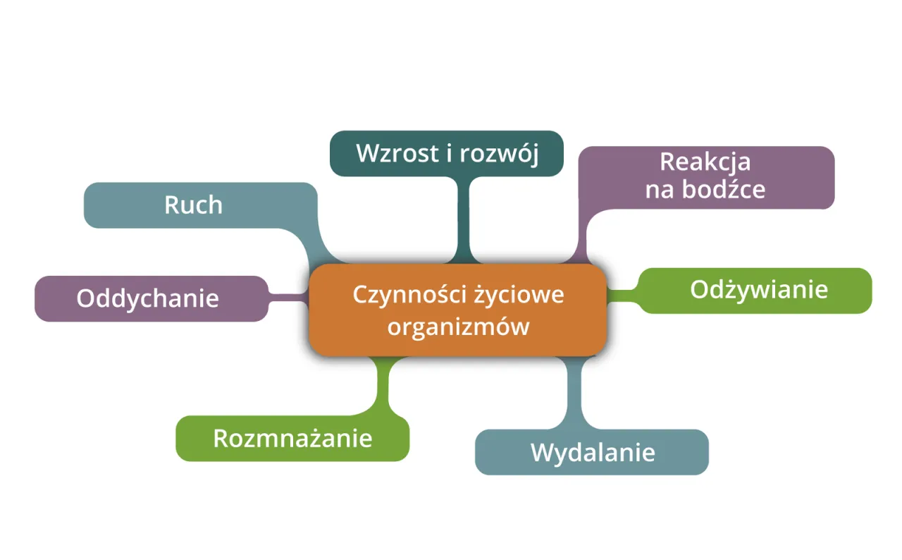 Zdjęcie Czym zajmuje się biologia? Poznaj fascynujący świat życia i organizmów