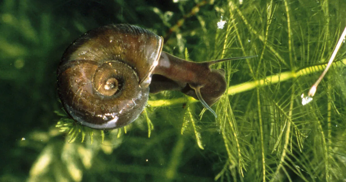 Zdjęcie Welche Schnecken für den Teich: Die besten Arten für ein sauberes Wasser