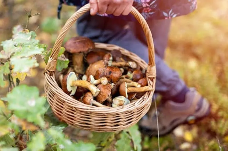 Zdjęcie Kiedy sezon na prawdziwki? Odkryj najlepszy czas na zbieranie grzybów