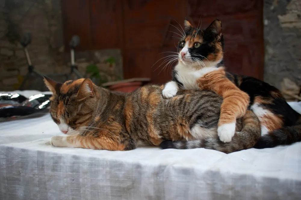 Zdjęcie Ceny kotów afrodyty czarno białe - co wpływa na ich wartość?