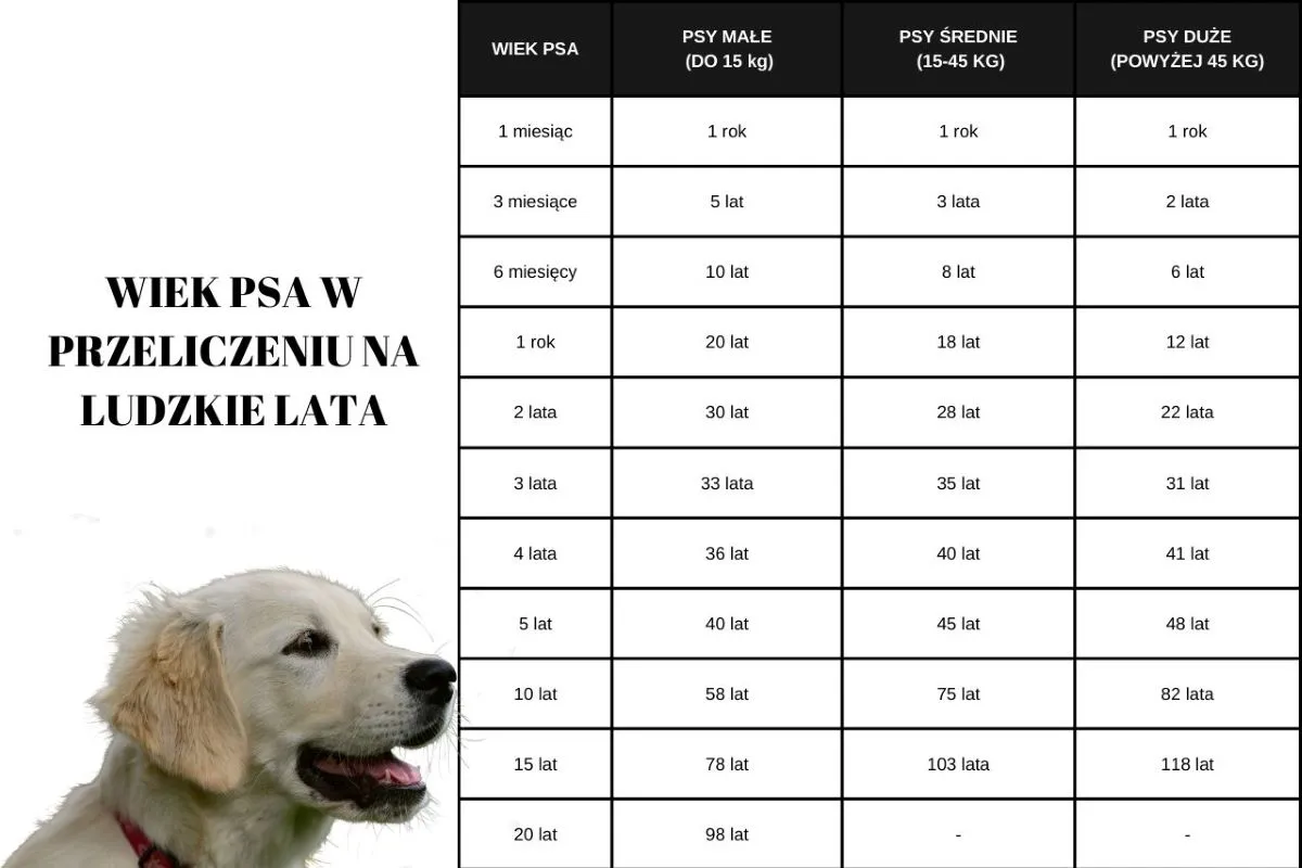 Zdjęcie Ile lat żyje pies golden retriever i jak zapewnić mu dłuższe życie