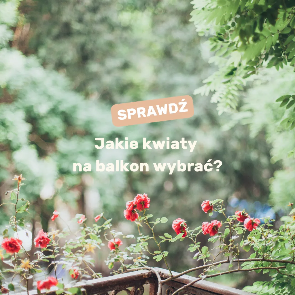 Zdjęcie Jakie kwiaty na balkon wschodni - rośliny, które przetrwają w cieniu
