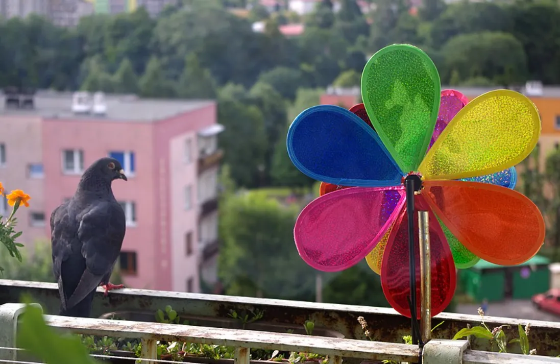 Zdjęcie Skuteczne sposoby na przegonienie gołębi z balkonu bez wysiłku