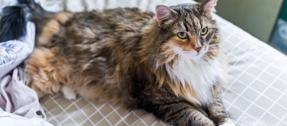 Zdjęcie Wie viel kosten Maine Coon Katzen? Die versteckten Kosten und Faktoren