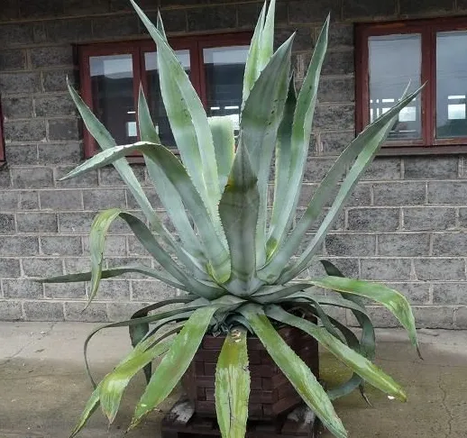 Zdjęcie Czy agawa może zimować na dworze? Skuteczne sposoby ochrony przed mrozem