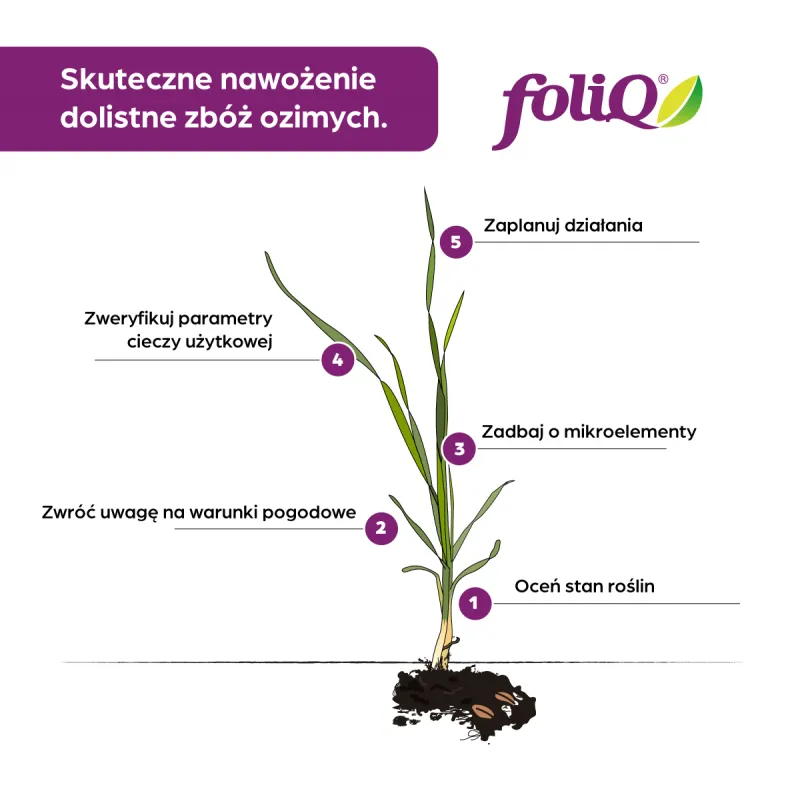 Zdjęcie Jak stosować saletrzak magnezowy? Skuteczne nawożenie roślin