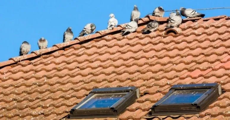 Zdjęcie Skuteczne sposoby na zabezpieczenie dachu przed ptakami i ich gniazdami