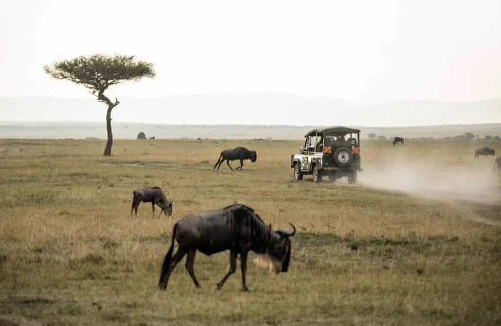 Zdjęcie Kenia kiedy jechać: odkryj najlepszy czas na safari i plażowanie