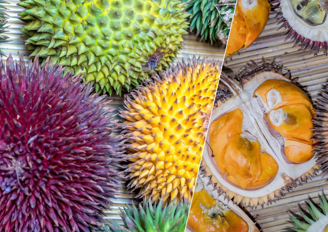 Zdjęcie Jak smakuje durian i dlaczego ten owoc tak mocno dzieli smakoszy?