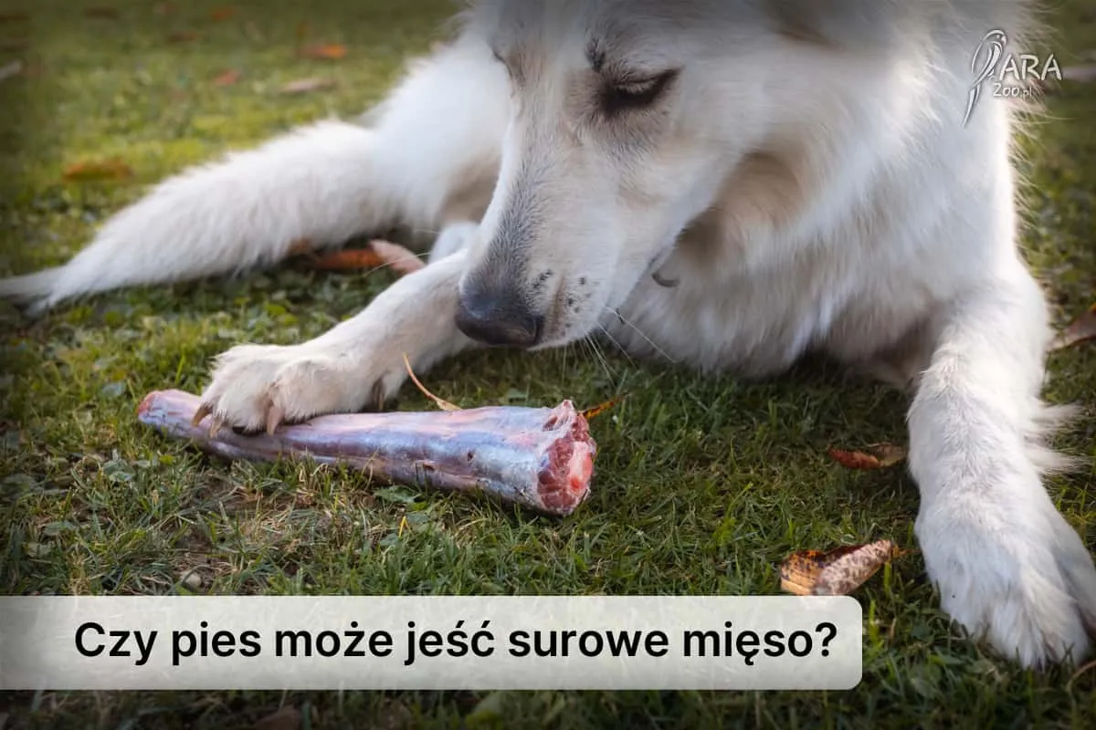 Zdjęcie Czy pies może jeść granata? Odkryj ryzyka i bezpieczne metody podawania