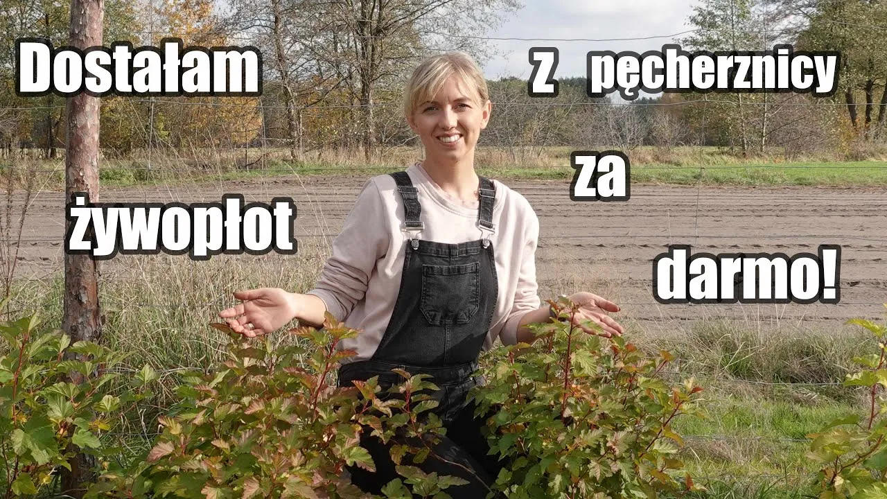 Zdjęcie Pęcherznica co ile sadzić, aby uniknąć rzadkiego żywopłotu