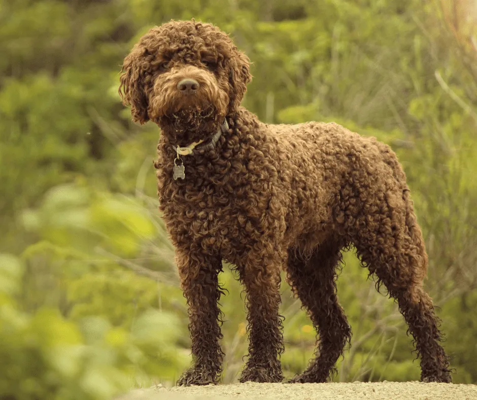 Zdjęcie Lagotto Romagnolo sierść czy włos - poznaj prawdę o ich futrze