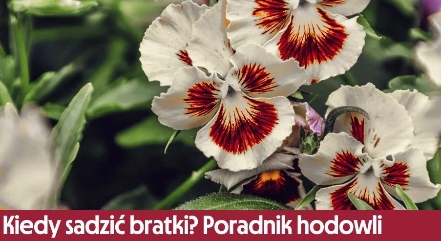 Zdjęcie Kiedy siać bratki, aby cieszyć się ich pięknem wiosną?