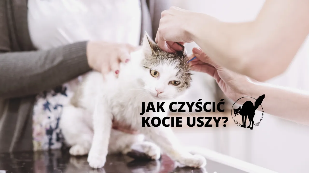 Zdjęcie Jak zrobić fryzurę kocie uszka, która zachwyci na każdej imprezie
