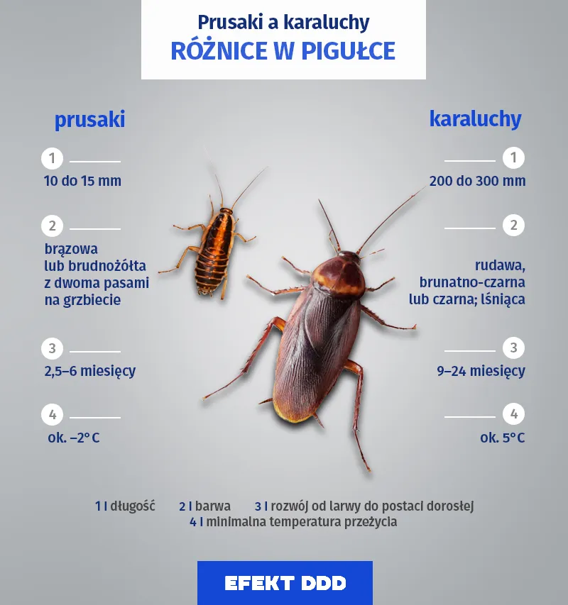 Zdjęcie Jak rozmnażają się prusaki i jak temu zapobiec w domu