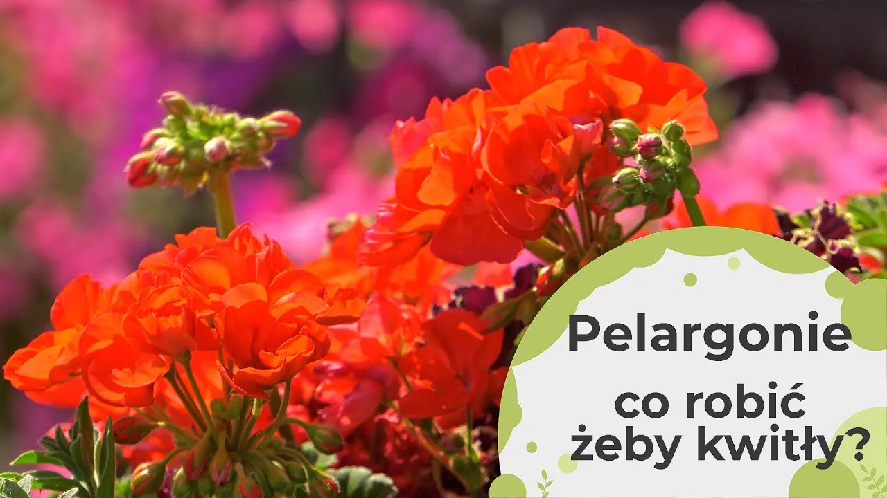 Zdjęcie Czym podlewać pelargonie, aby uniknąć ich słabego kwitnienia?