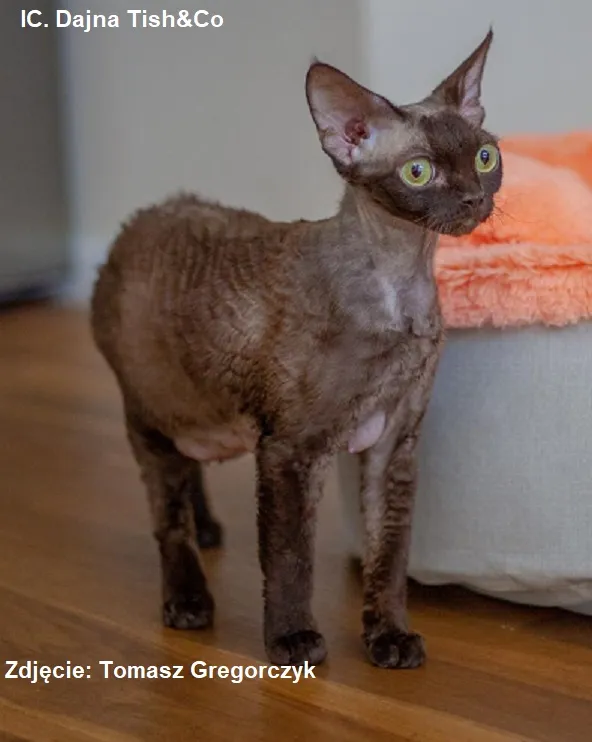 Zdjęcie Ceny kociąt Devon Rex w Polsce – ile naprawdę kosztują?