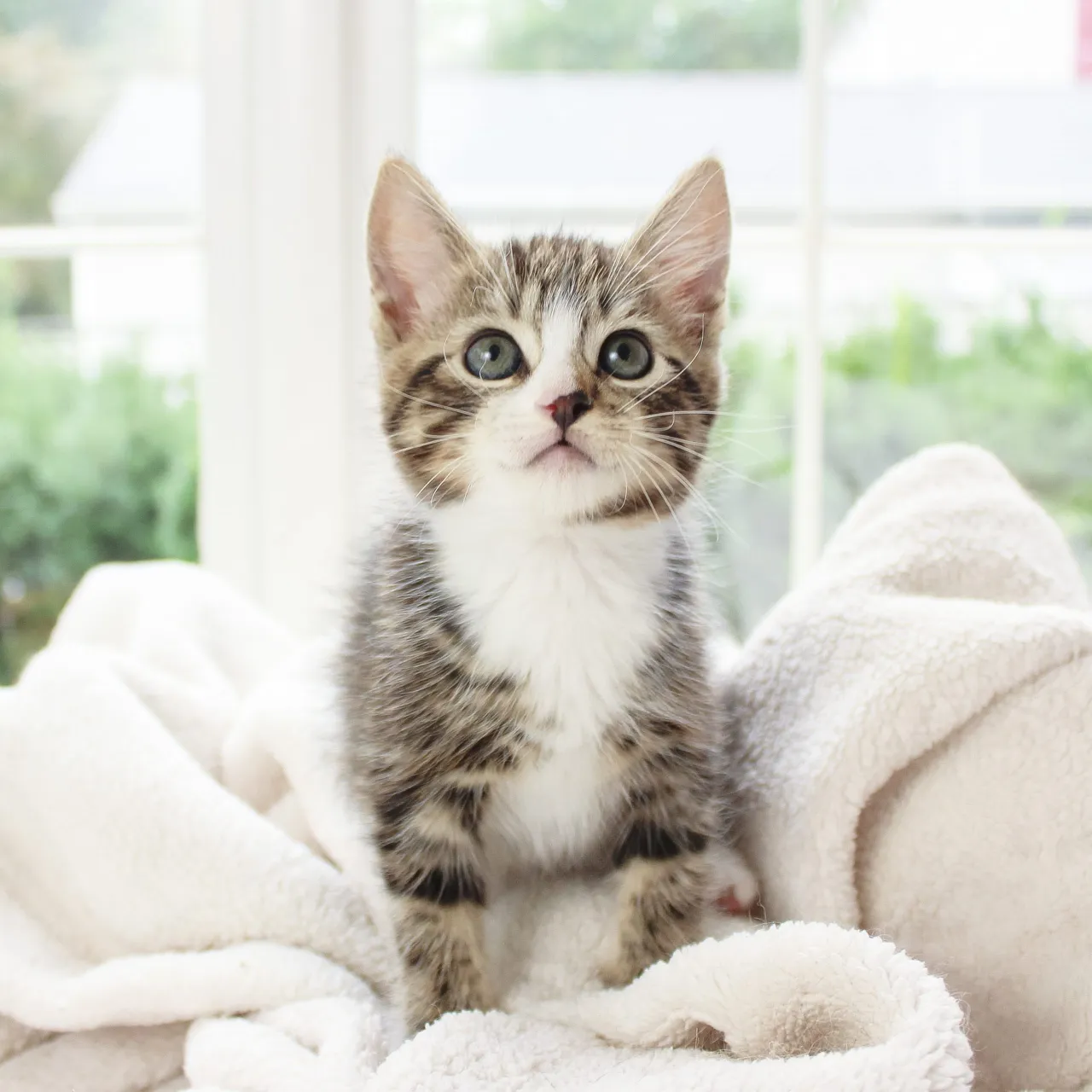 Zdjęcie Kiedy można wziąć kotka od matki? Kluczowe informacje o adopcji