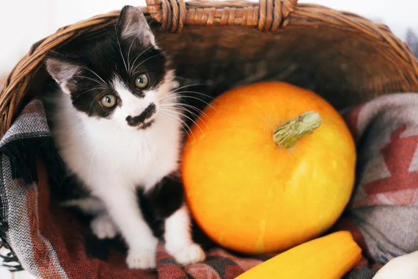 Zdjęcie Czy koty mogą jeść mango? Fakty, korzyści i zagrożenia