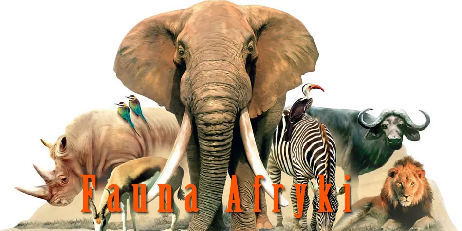Zdjęcie Jakie zwierzęta mieszkają w Afryce? Odkryj fascynującą faunę