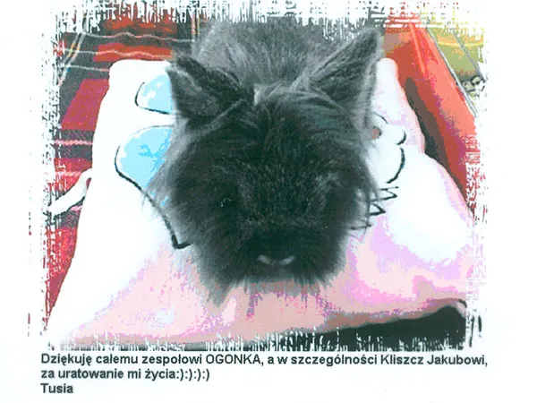 Zdjęcie Jak napisać podziękowanie dla weterynarza, które wzruszy i ucieszy