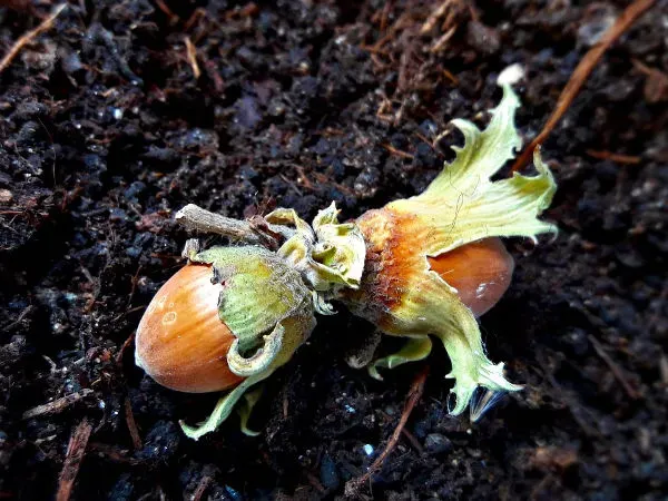 Zdjęcie Kiedy jest sezon na orzechy laskowe i jak nie przegapić zbiorów