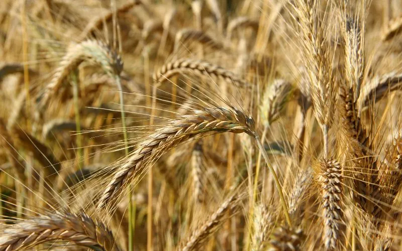 Zdjęcie Ile nawozu pod pszenżyto ozime? Kluczowe dawki na wysokie plony